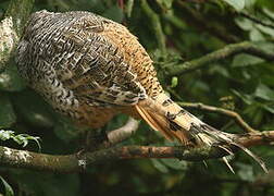 Cheer Pheasant