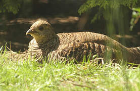 Golden Pheasant