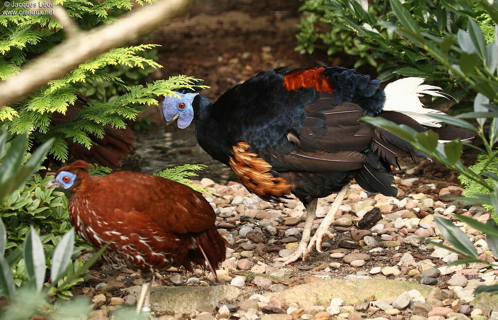 Crested Fireback