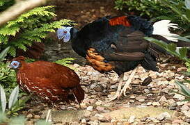 Crested Fireback