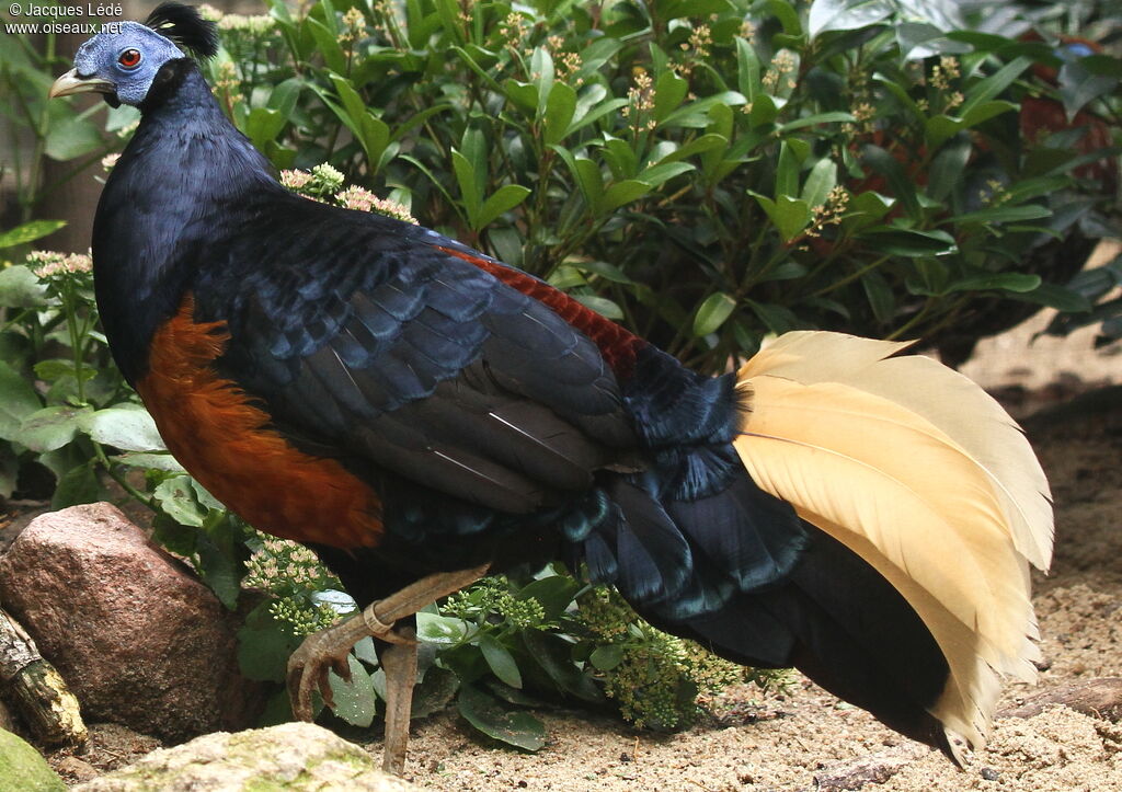 Crested Fireback