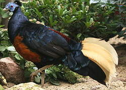 Crested Fireback