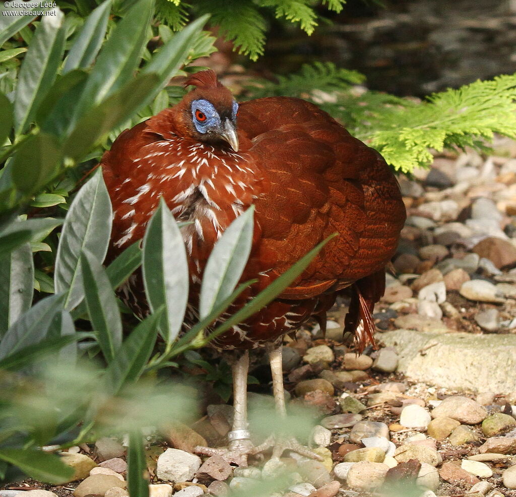 Bornean Crested Fireback