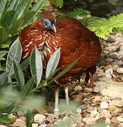 Bornean Crested Fireback