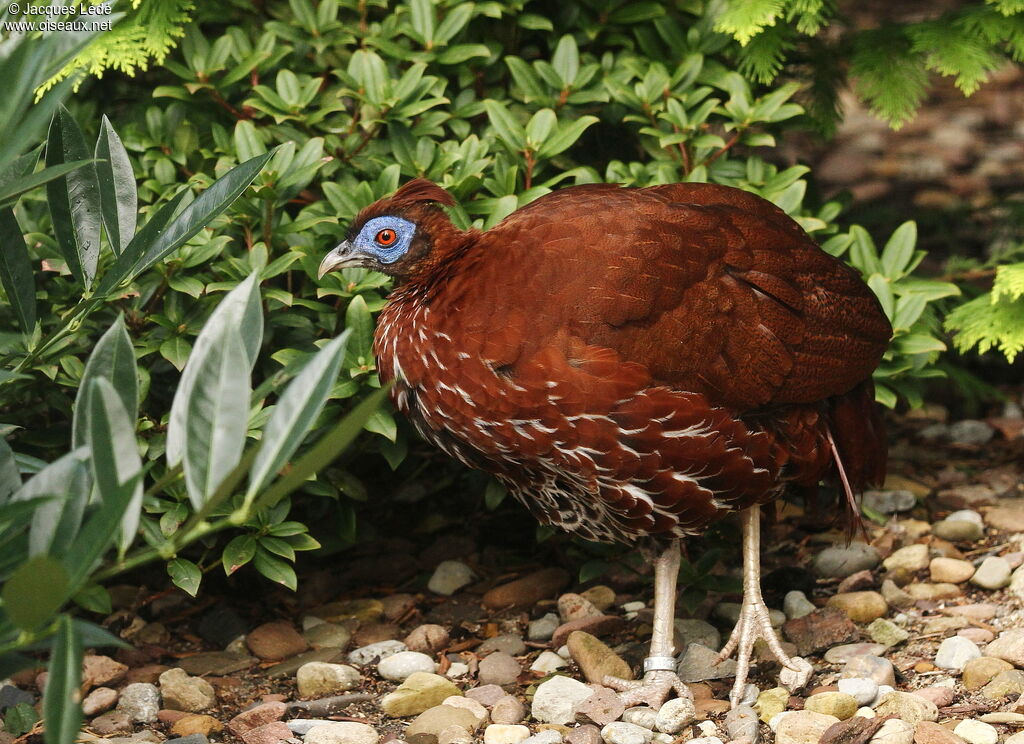 Crested Fireback female