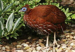 Crested Fireback