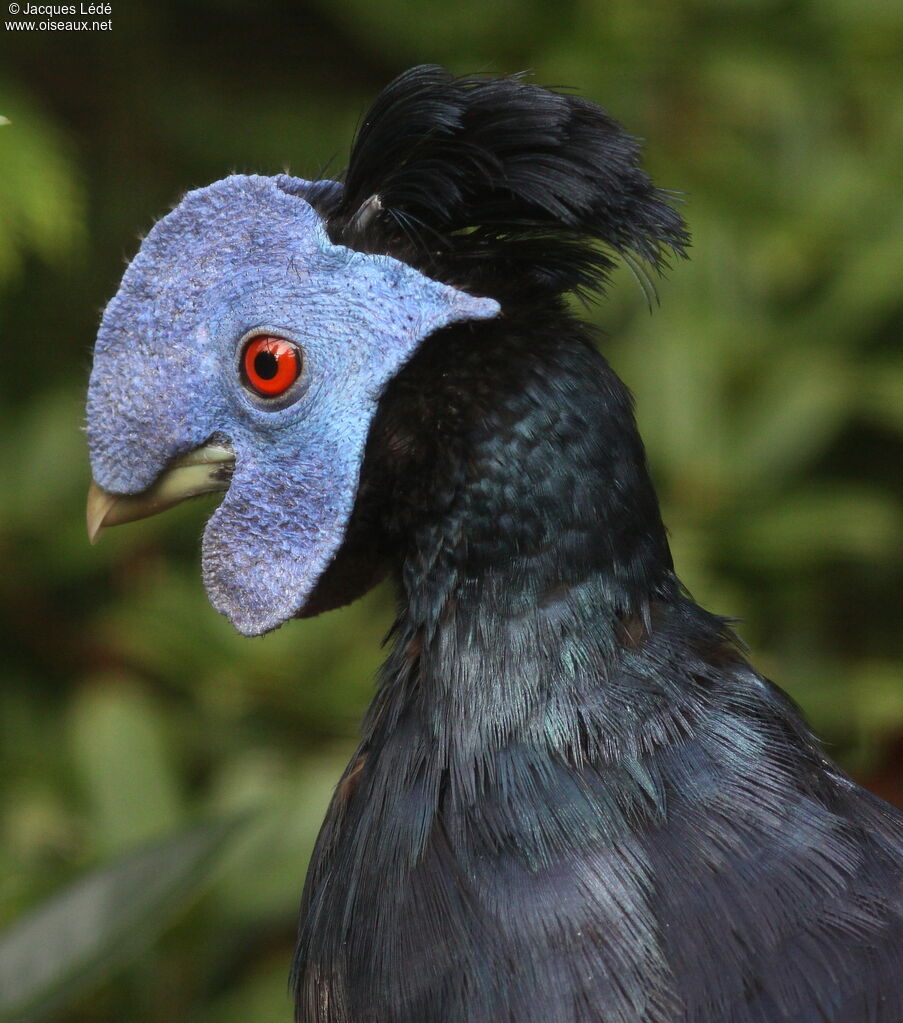 Crested Fireback