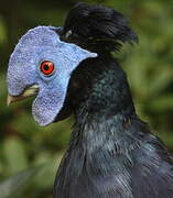 Bornean Crested Fireback