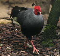 Siamese Fireback