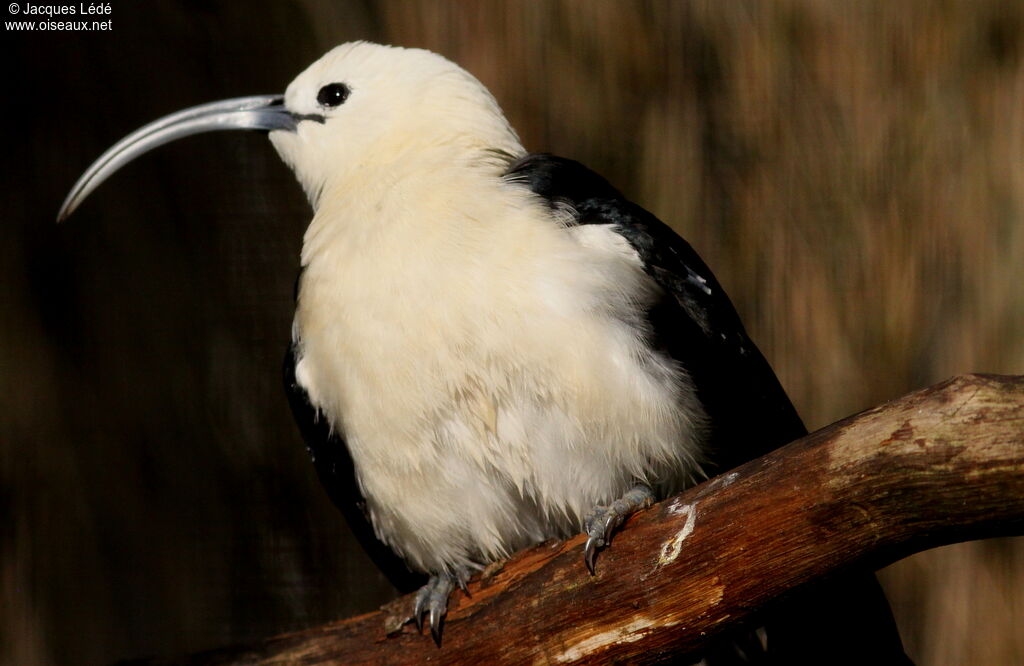 Sickle-billed Vanga