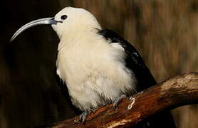 Sickle-billed Vanga