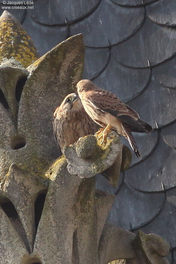 Common Kestrel