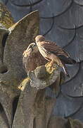 Common Kestrel