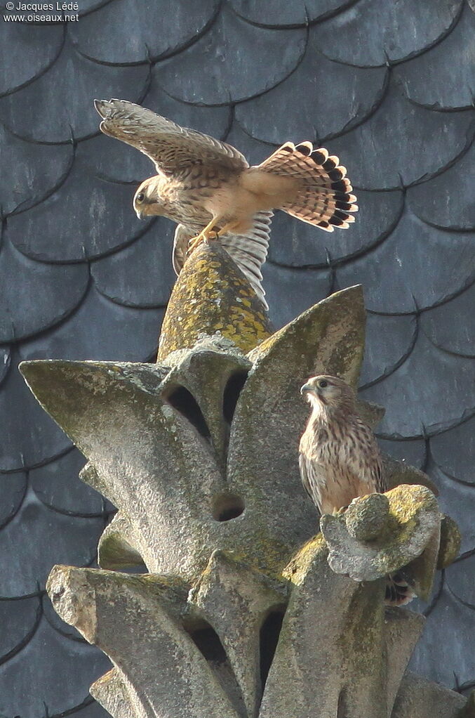 Common Kestrel