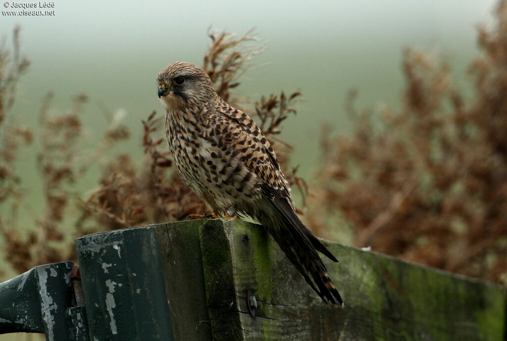 Common Kestrel