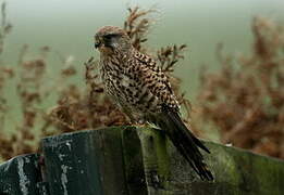 Common Kestrel