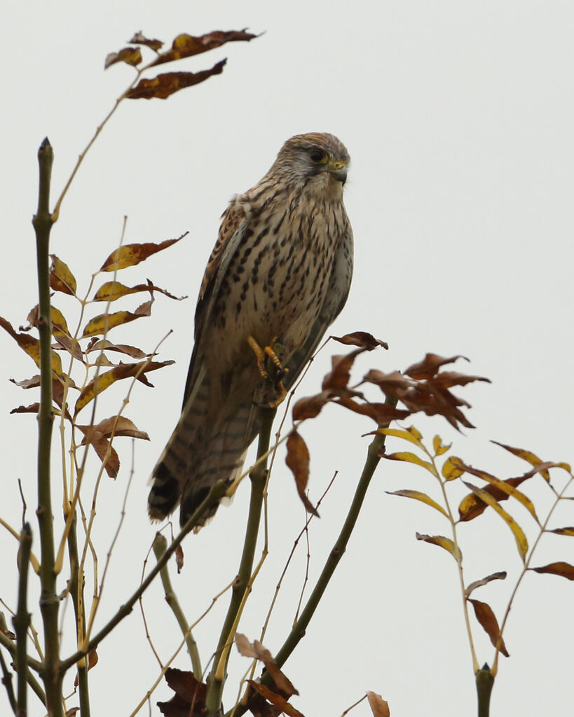 Faucon crécerelle