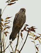 Common Kestrel