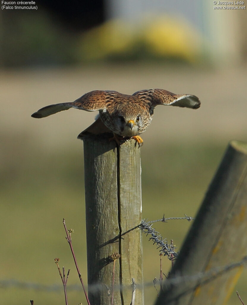 Common Kestrel