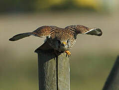 Common Kestrel