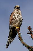 Common Kestrel