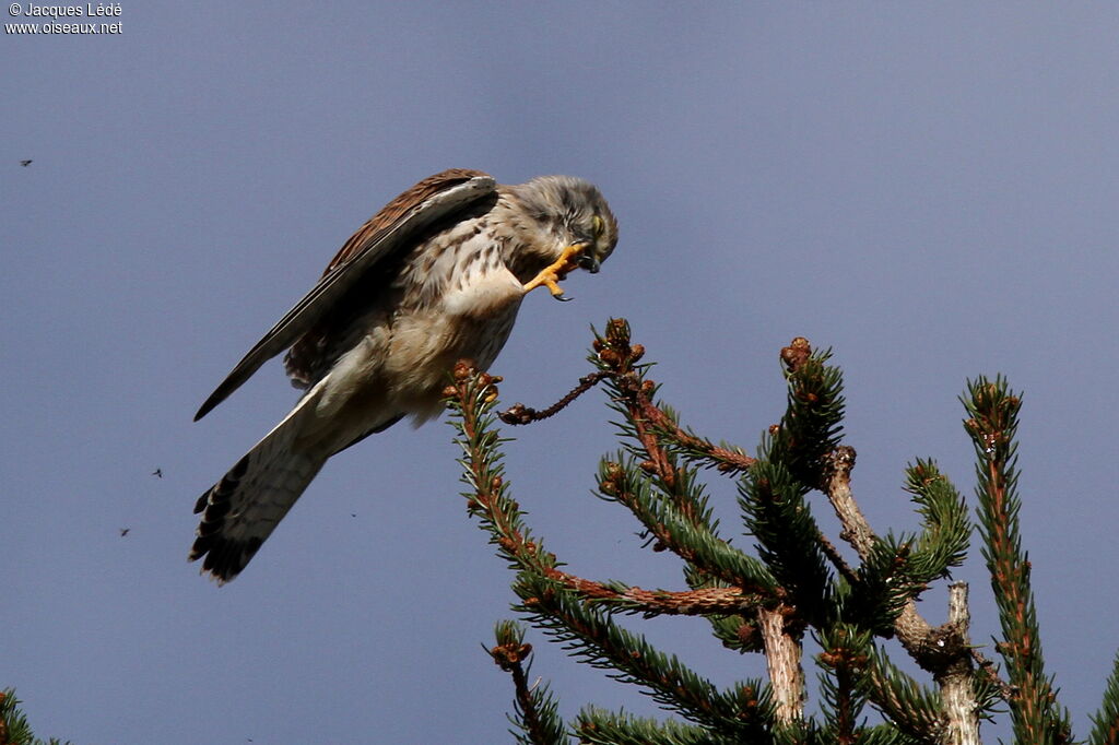 Common Kestrel