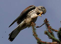 Common Kestrel