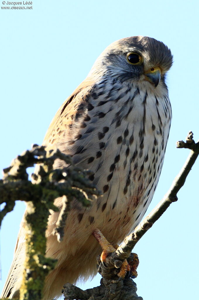 Faucon crécerelle