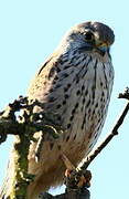 Common Kestrel