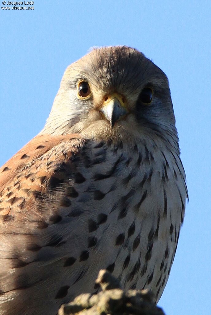 Common Kestrel