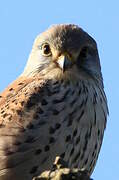 Common Kestrel