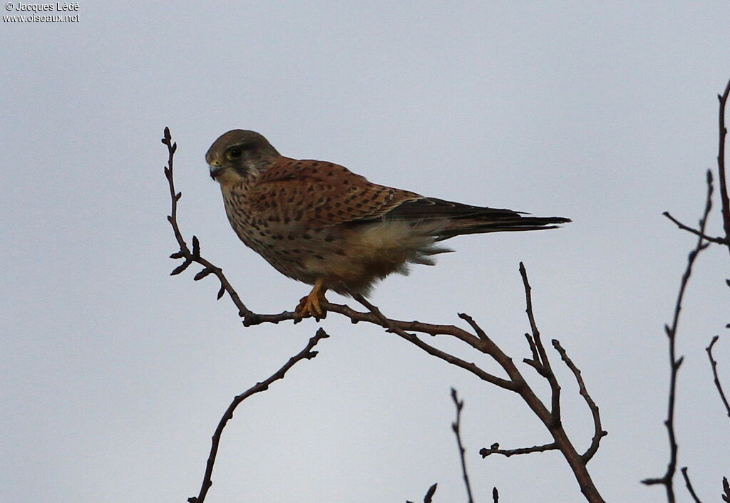 Common Kestrel