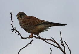 Common Kestrel