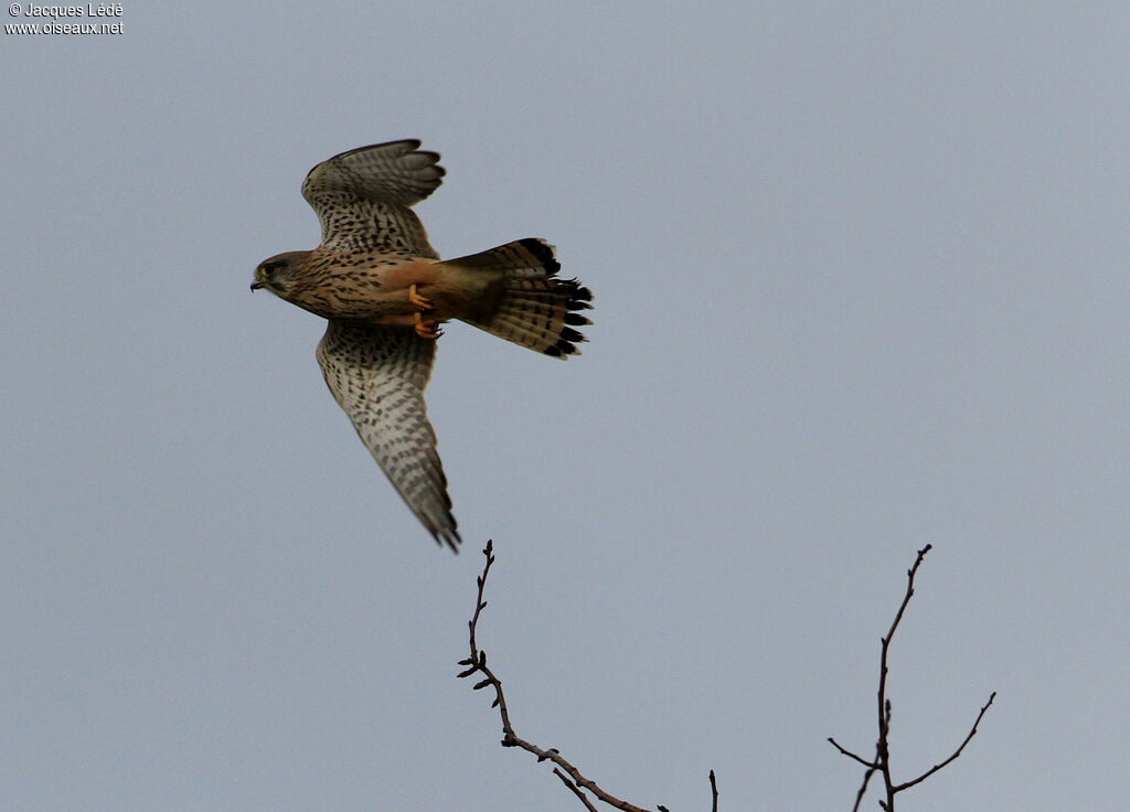 Common Kestrel