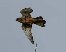 Common Kestrel