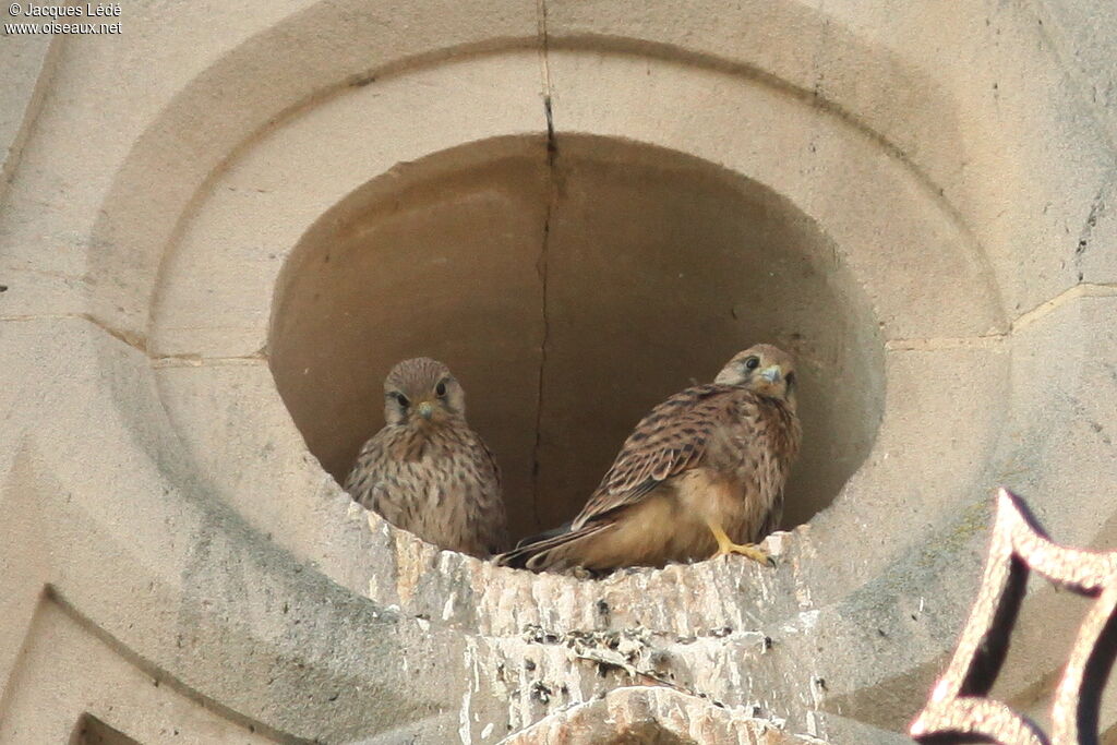 Common Kestrel