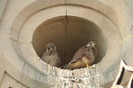 Common Kestrel