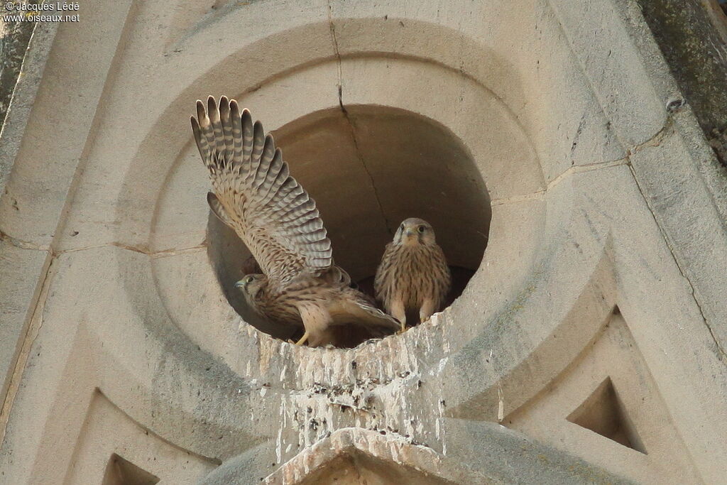 Common Kestrel