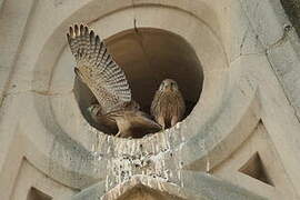 Common Kestrel