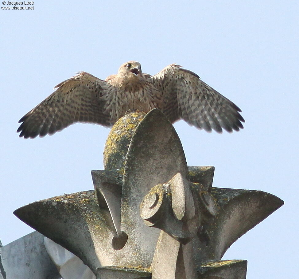 Common Kestrel