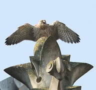 Common Kestrel