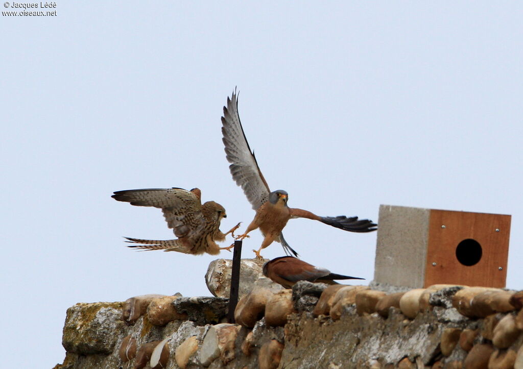 Lesser Kestrel