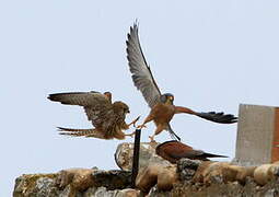 Lesser Kestrel