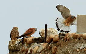 Lesser Kestrel