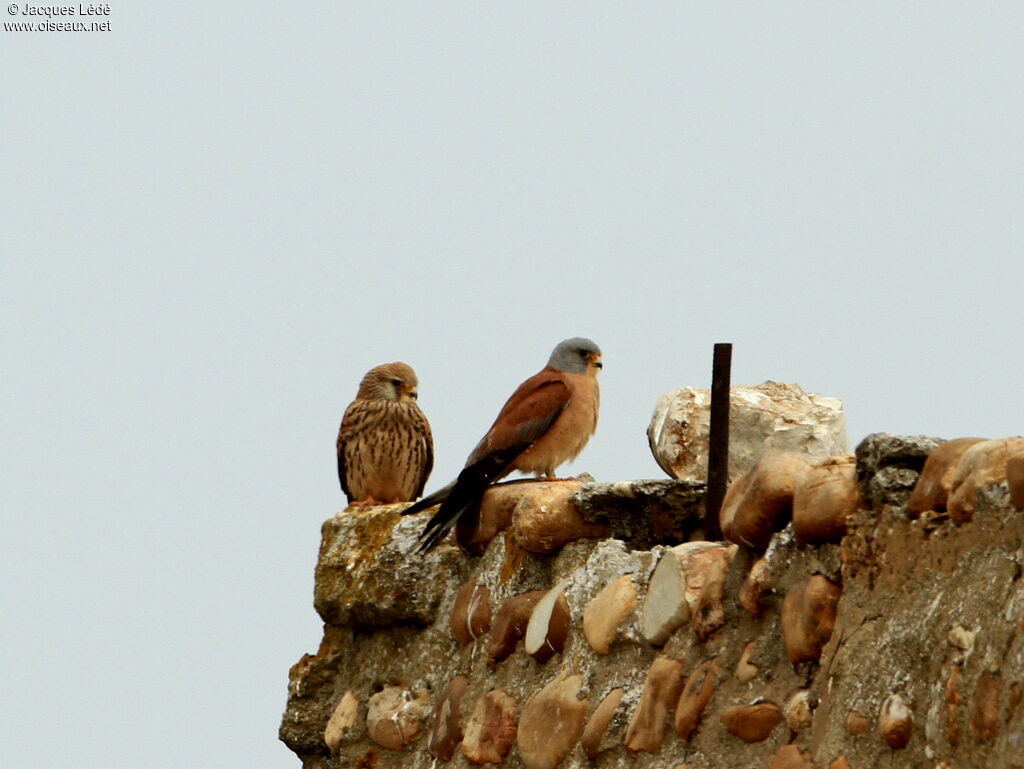 Lesser Kestrel