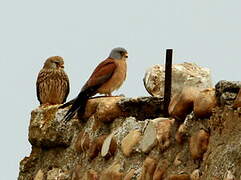 Lesser Kestrel