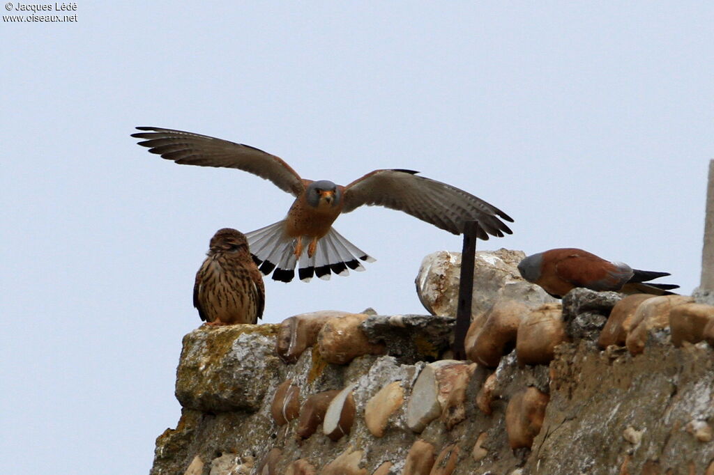 Lesser Kestrel