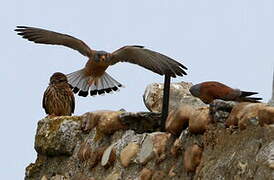 Lesser Kestrel