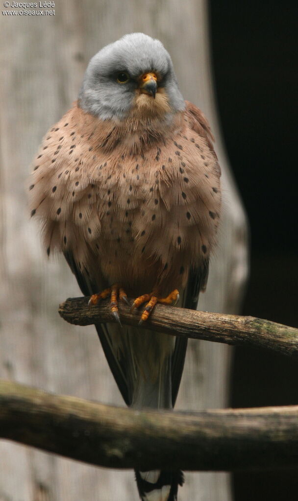 Lesser Kestrel