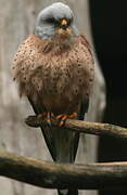 Lesser Kestrel